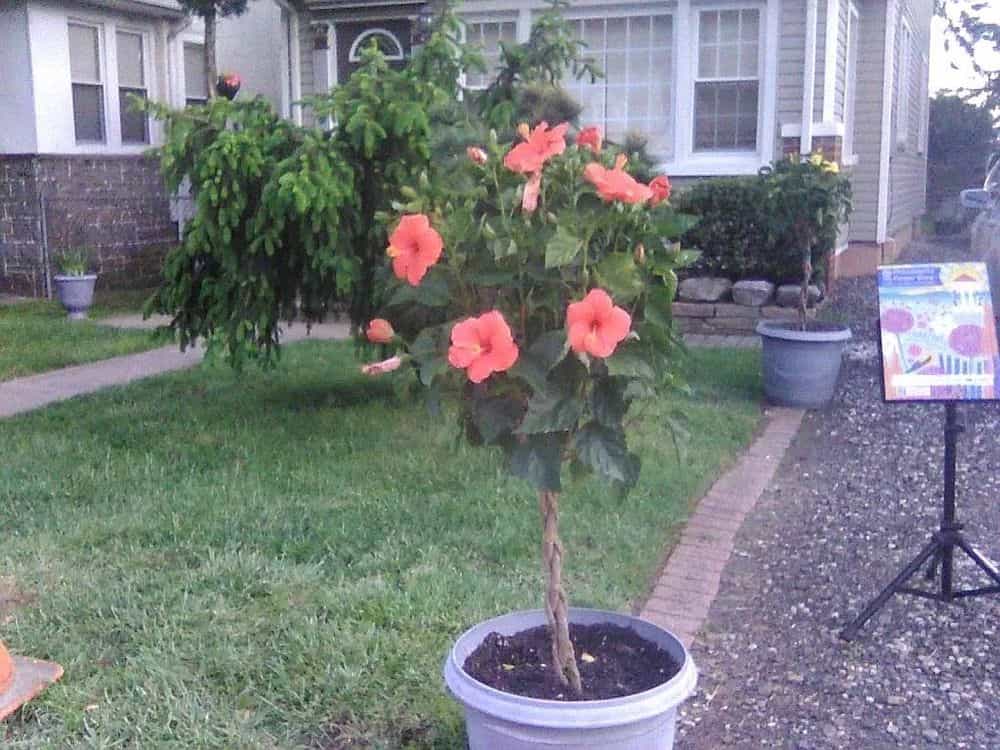 Picture of undefined, number 36